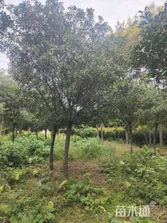 14公分红叶石楠