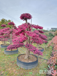 30公分造型红花继木桩