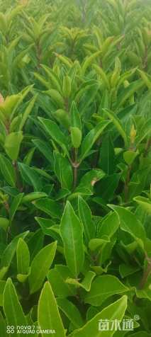 高度200厘米法国冬青