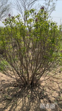 高度180厘米丁香