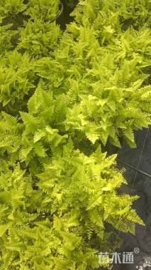 高度30厘米波斯顿蕨