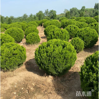 冠幅100厘米龙柏球