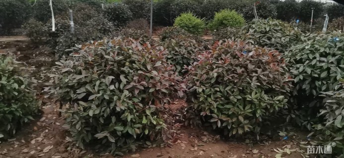 冠幅150厘米红叶石楠球