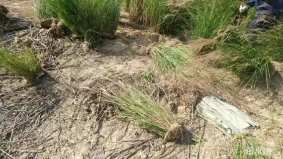 高度30厘米细叶芒