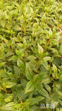 高度20厘米巴西野牡丹