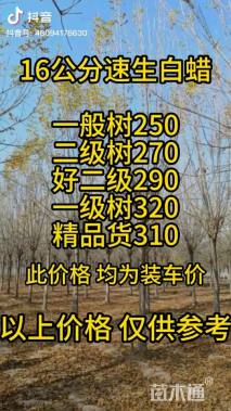 13公分速生白蜡