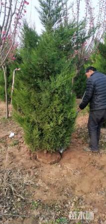 高度300厘米蜀桧