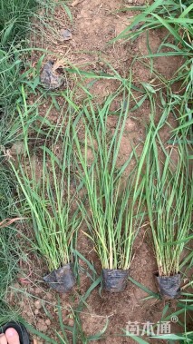 高度60厘米拂子茅