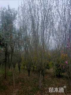 10公分西府海棠