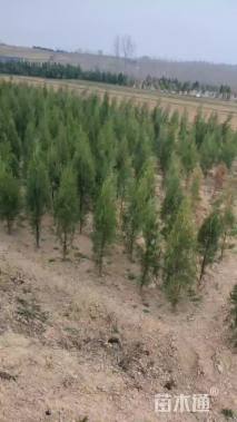 高度120厘米侧柏