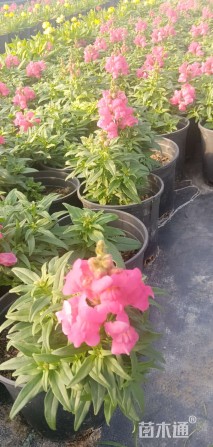 高度20厘米金鱼草