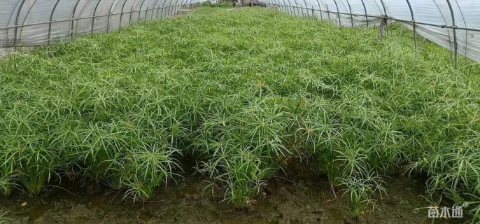 高度100厘米旱伞草