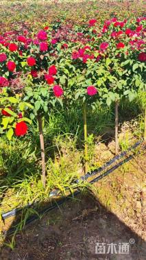 高度75厘米欧月小高杆月季