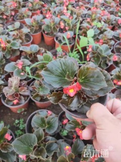 高度15厘米四季海棠