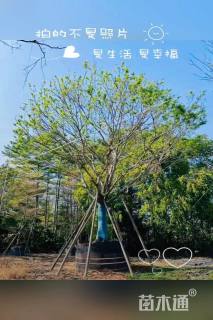 15公分(3杆)丛生朴树