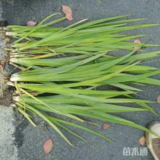 高度30厘米水生鸢尾