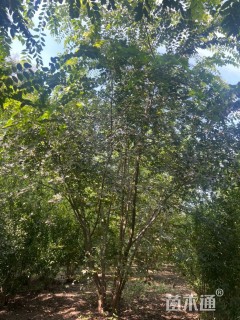 6公分(8杆)丛生朴树