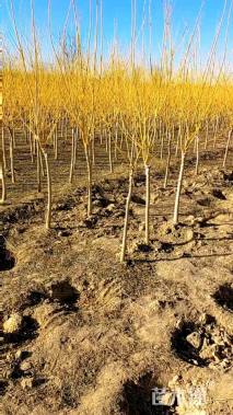 3公分矮接金枝槐