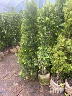 高度180厘米火山榕