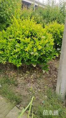 冠幅130厘米金森女贞球