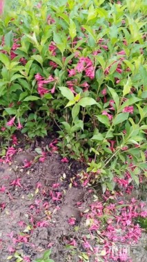 高度50厘米红王子锦带