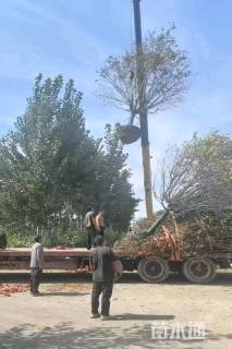 15公分绚丽海棠