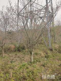 高度600厘米羽毛枫