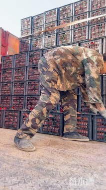 高度15厘米瓜叶菊