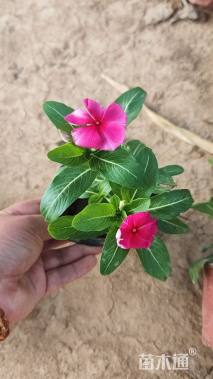 高度70厘米细叶美女樱