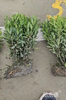 高度20厘米瓜子黄杨