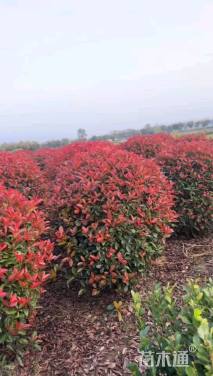 冠幅150厘米红叶石楠球