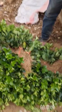 高度15厘米北海道黄杨