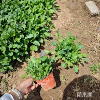 高度25厘米大滨菊