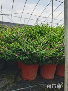 高度20厘米满天星