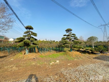 20公分对节白蜡