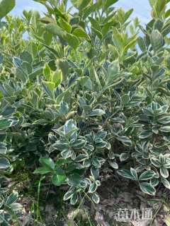 高度50厘米金边黄杨