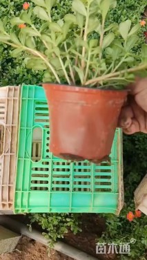 高度15厘米太阳花