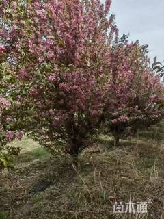 19公分红丽海棠