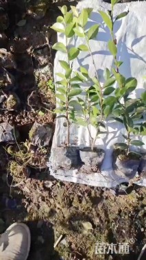 高度50厘米茶梅小苗