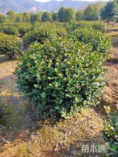 冠幅120厘米茶梅球