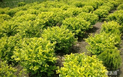 高度40厘米金叶女贞小苗