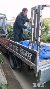 高度40厘米云南黄馨