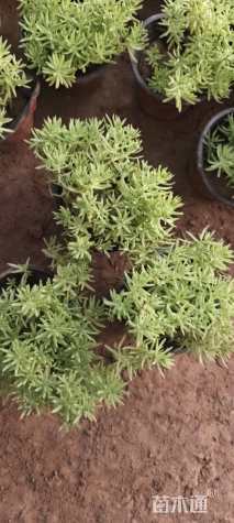 高度5厘米佛甲草