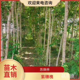 高度60厘米紫穗槐