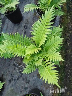 高度40厘米富贵蕨