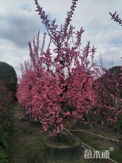 20公分造型梅花