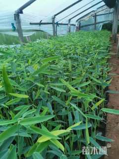 高度10厘米再力花