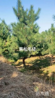 高度300厘米黑松