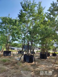 10公分丛生朴树
