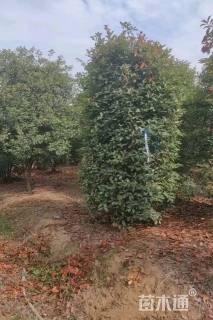 高度250厘米红叶石楠柱